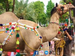 Tarikha Camel ki Qurbani EID Camel Qurbani Videos