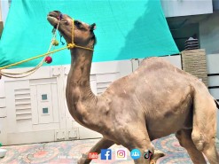 Qasai Se Churri Galat Lag Gai Camel Qurbani Video