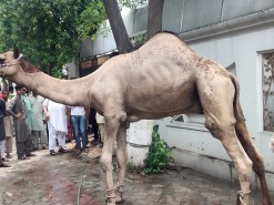 Camel Qurbani At Al marjaan Wapda Town EId Qurbani Videos