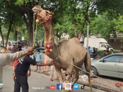 Camel Qurbani By Sultani Group Bakra Eid Qurbani Videos