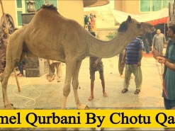 Camel Qurbani By Professional Qasab Group on Bakra Eid