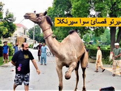 Small Active Camel Qurbani On Bakra EID Camel Qurbani Videos