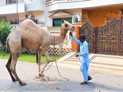 Gaint Camel Qurbani On EID Camel Qurbani On Bakra EID