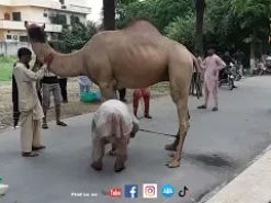 Camel Qurbani By Seasonal Qasab On EID Bakra EID Qurbani