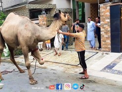 Qasai Ki Raasi na Ount Ko Bhagna Na Dia Camel Qurbani