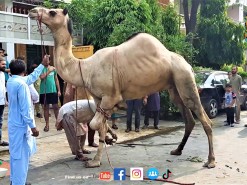 Anari Qasai Na Naiza B Theak Se Na Maara Camel Qurbani