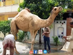 Biggest Giant Camel Qurbani On EID Bakra eid Qurbani Videos