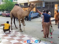 Ount ko Bandh Kr Haji Saab Churri Taiz Krna Chale Gae Camel