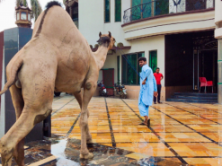 camel qurbani in wapda town 2023 / pk run mureed