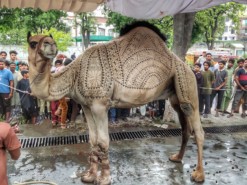 Heavy beautiful camel qurbani 2023