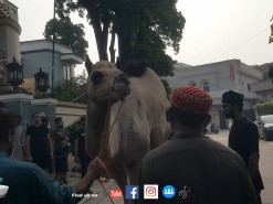 XXl Camel Qurbani On EID