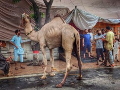 camel qurbani B2 wapda town 2023