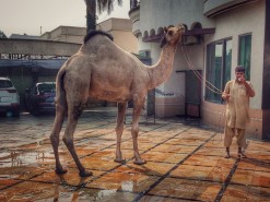 beautiful camel qurbani by PK Run Mureed 2023