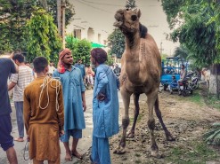 camel qurbani 2023 Eid first day