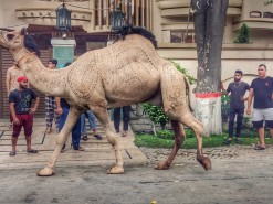 beautiful heavy camel qurbani 2023 wapda town