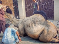 camel qurbani in wapda town 2023