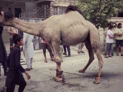 heavy beautiful camel qurbani B4