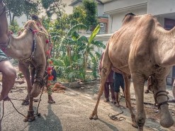 double camel qurbani 2023 master city