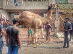 camel qurbani 2023 A2 Gujranwala