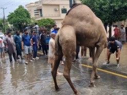 biggest beautiful camel qurbani 2023
