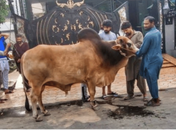 very very big cow qurbani 2023 wapda town