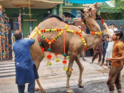 camel qurbani 2023 in Gujranwala