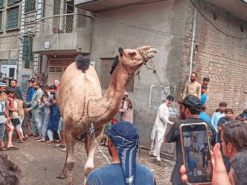 big beautiful camel qurbani in city area 2023