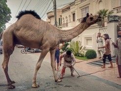 big beautiful camel qurbani 2023