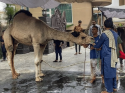 big heavy camel qurbani 2023 Gujranwala