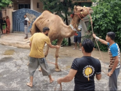 camel qurbani 2023 in wapda town Gujranwala