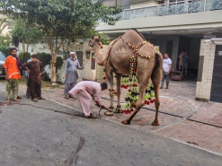 camel qurbani B2 almarjan road 2023